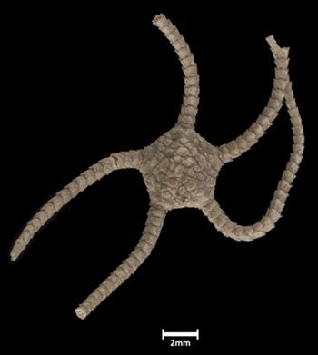 Media type: image;   Invertebrate Zoology OPH-612 Description: Top down view of single ophiuroid specimen with a scale bar.;  Aspect: dorsal